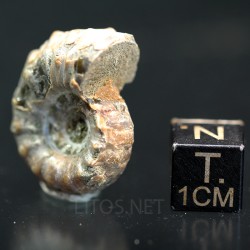 Douvilleiceras inequinodum