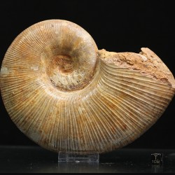 Phylloceras s.p.
