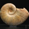 Phylloceras s.p.