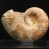 Phylloceras s.p.