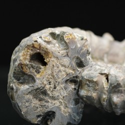 Douvilleiceras mamilatum
