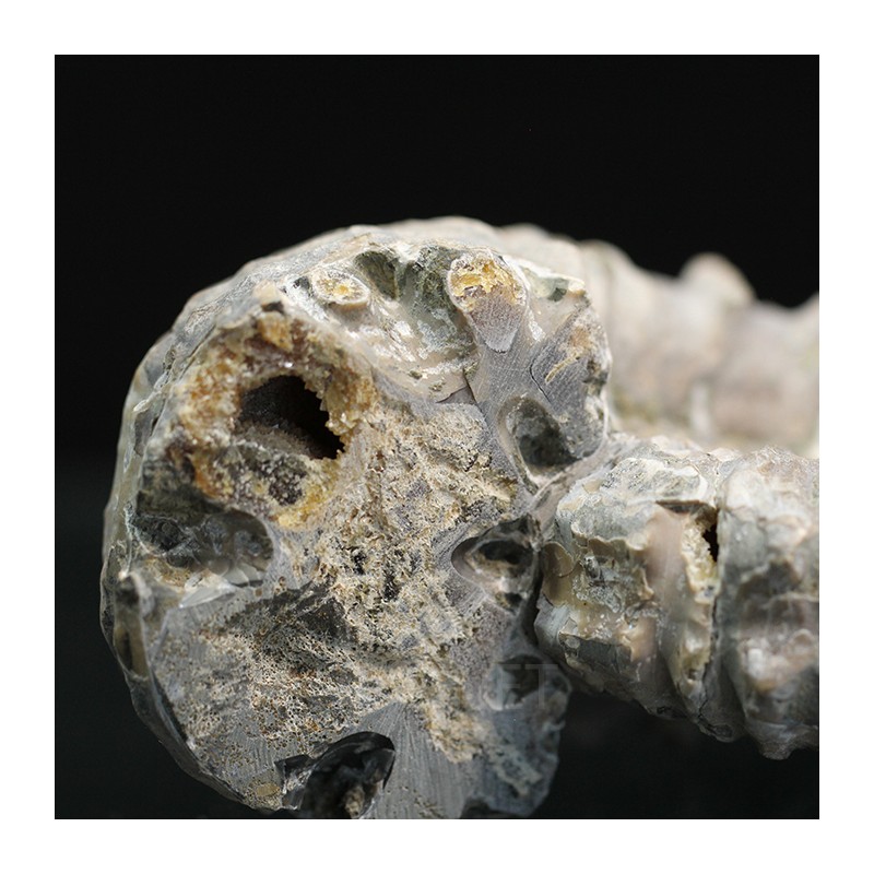 Douvilleiceras mamilatum