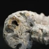 Douvilleiceras mamilatum