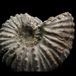 Douvilleiceras mamilatum