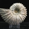 Douvilleiceras mamilatum