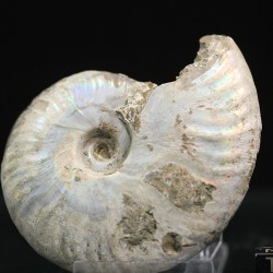 Ammonite cleoniceras