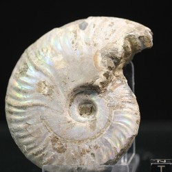 Ammonite cleoniceras