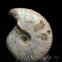 Ammonite cleoniceras