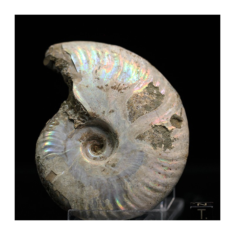 Ammonite cleoniceras