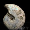 Ammonite cleoniceras