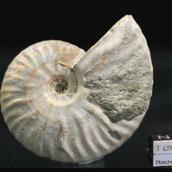 Ammonite cleoniceras