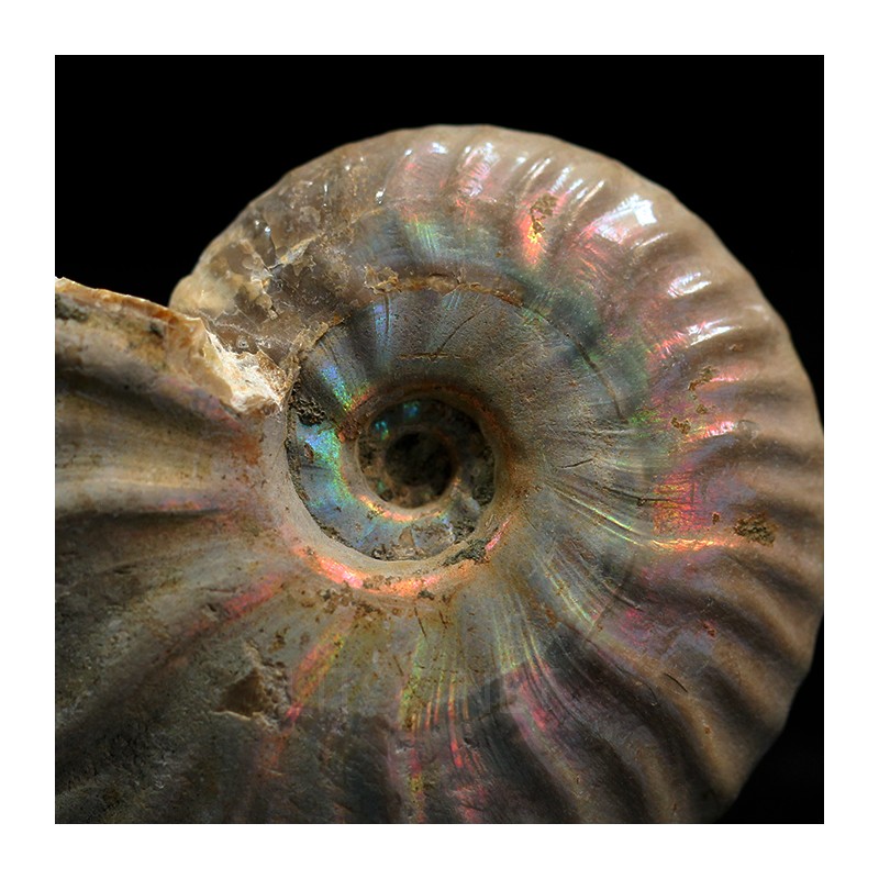 Ammonite cleoniceras