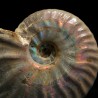 Ammonite cleoniceras
