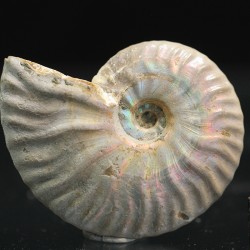 Ammonite cleoniceras