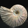 Ammonite cleoniceras