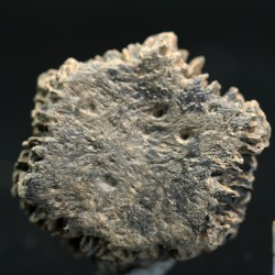 Glyptotherium floridanum