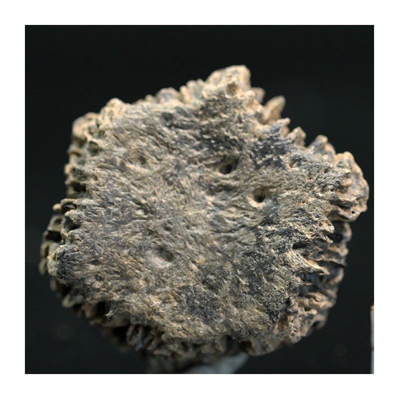 Glyptotherium floridanum