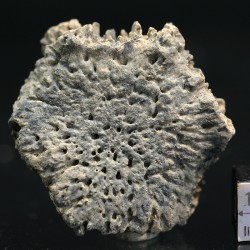 Glyptotherium floridanum