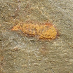 Tremaglaspis s.p.