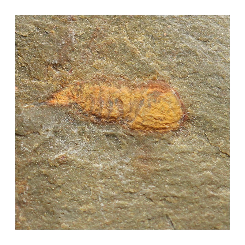 Tremaglaspis s.p.