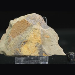 Tremaglaspis s.p.