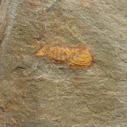 Tremaglaspis s.p.