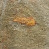 Tremaglaspis s.p.