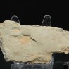 Tremaglaspis s.p.
