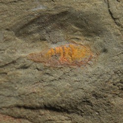 Tremaglaspis s.p.