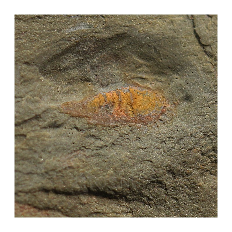 Tremaglaspis s.p.