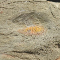Tremaglaspis s.p.