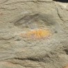 Tremaglaspis s.p.