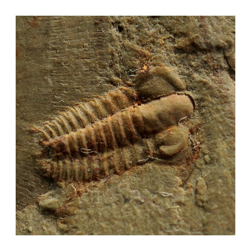 Trilobites Resserops s.p.