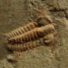 Trilobites Resserops s.p.