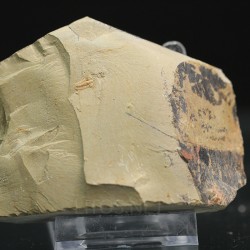 Trilobites Resserops s.p.