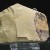 Trilobites Resserops s.p.