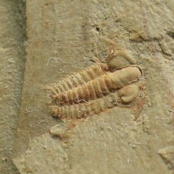 Trilobites Resserops s.p.