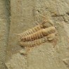 Trilobites Resserops s.p.