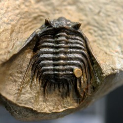 Trilobites Leonaspis s.p.