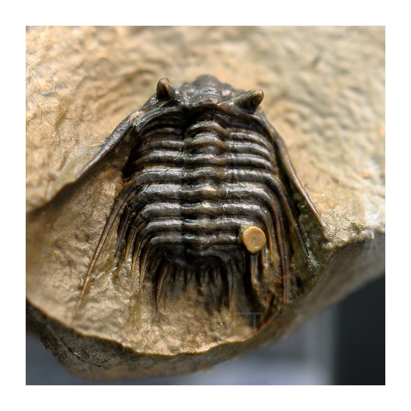 Trilobites Leonaspis s.p.