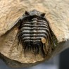 Trilobites Leonaspis s.p.