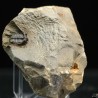Trilobites Leonaspis s.p.