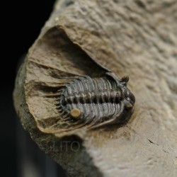 Trilobites Leonaspis s.p.