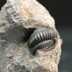Dalejeproetus sagaouii