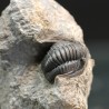 Dalejeproetus sagaouii