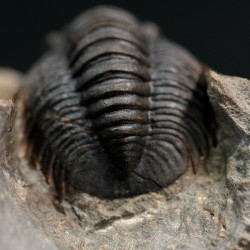 Dalejeproetus sagaouii