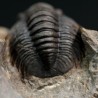 Dalejeproetus sagaouii