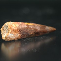 Spinosaurus aegyptiacus diente fosil