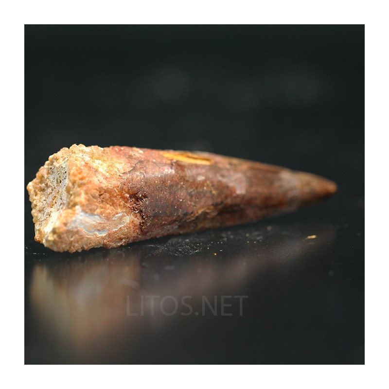 Spinosaurus aegyptiacus diente fosil