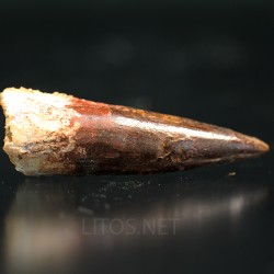 Spinosaurus aegyptiacus diente fosil